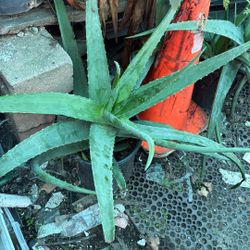 Aloe Plants All Sizes