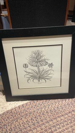 Nicely framed botanical art prints highlighting a detailed black & white illustration of Hyacinthus stellatus & Corona Imperialis