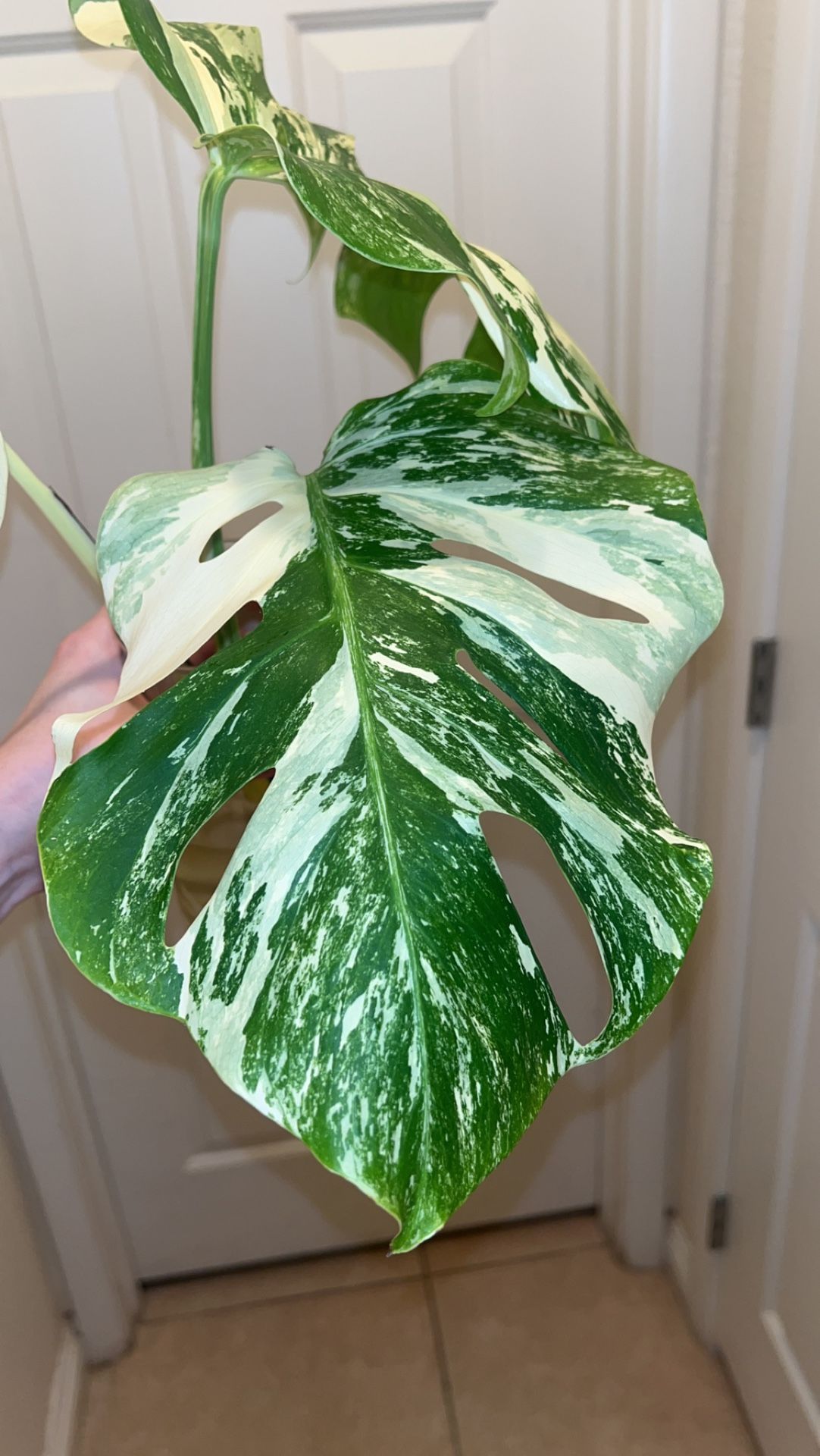 Monstera Albo for Sale in Las Vegas, NV OfferUp