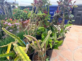 Plants outdoor dragon fruit and others $20 each