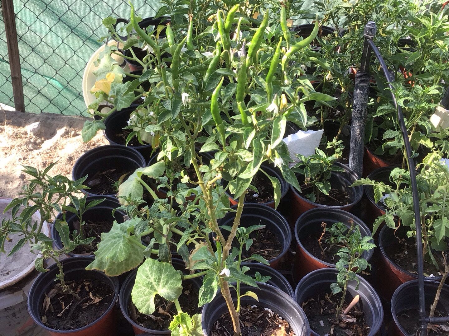 Chile De Árbol