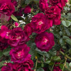 Rose Bushes Sultry Sangria 5 Gallon $35