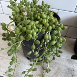 succulent Watermelon