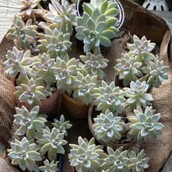 Succulents 