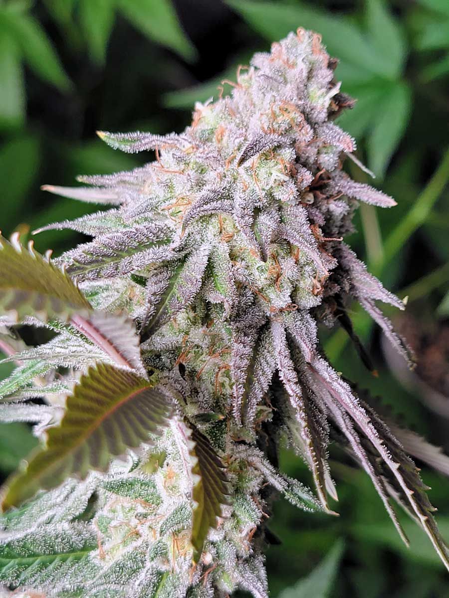 --THCa FLOWER ALL OF USA ------