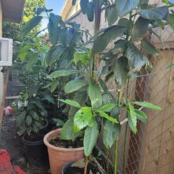 Avocado tree