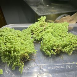Azola (fairy Moss) Aquarium Or Terrarium Plant