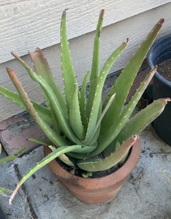 Aloe Vera Plants 