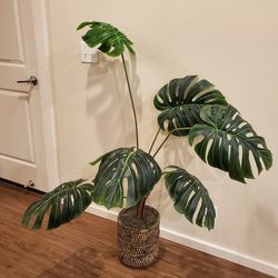 Monstera Plant - Fake