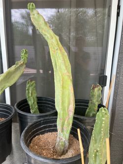 Totem Pole cactus cacti 2-8 ft tall! Fall perfect to plant!