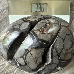 Dragon Septarian Egg Geode