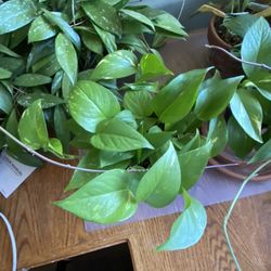 pick up today！Only $60 For All 10 Plants And Pots