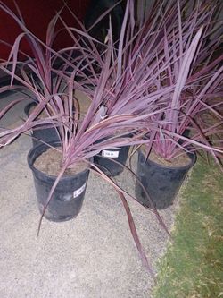 6 Cordyline Electric Pink Shrubs