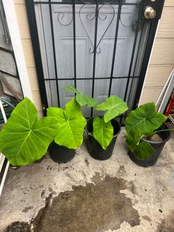 Ears elefant plants 15 dlrs each