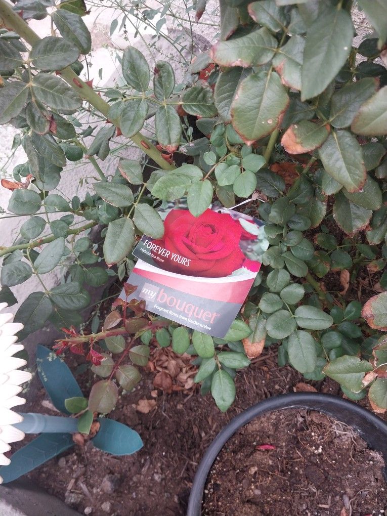 Free Plants for Sale in El Cajon, CA OfferUp