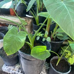 Plantas De Oreja De Elefante 