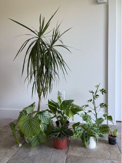 Beautiful Houseplants