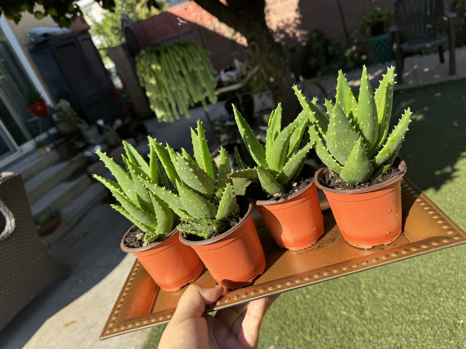 Aloe Plants , Price For Each Pot 