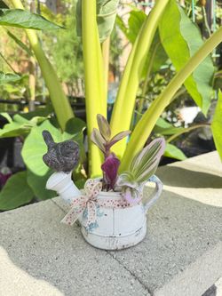 Tradescantia In Iron Mini Pot