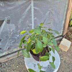 Ficus Gensing Plant 8" Pot $ 8Each