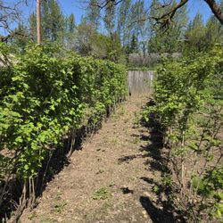 Free Raspberry STARTS... Read Full Description