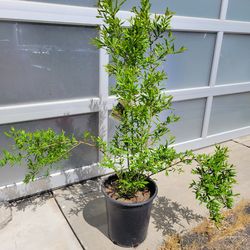 Dwarf Pomegranate Tree