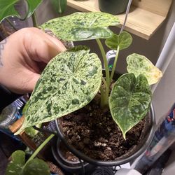RARE Alocasia Dragon Scale Mint