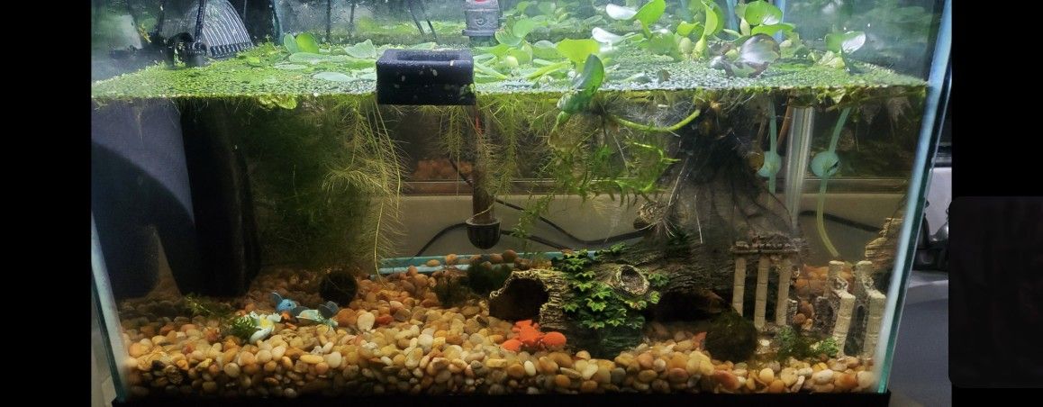 Aquarium/Terra Tank