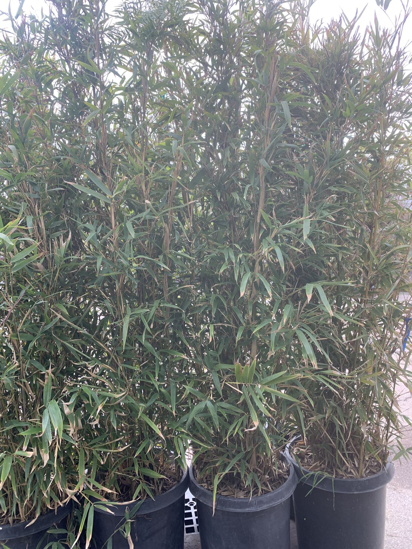 Bamboo Plant