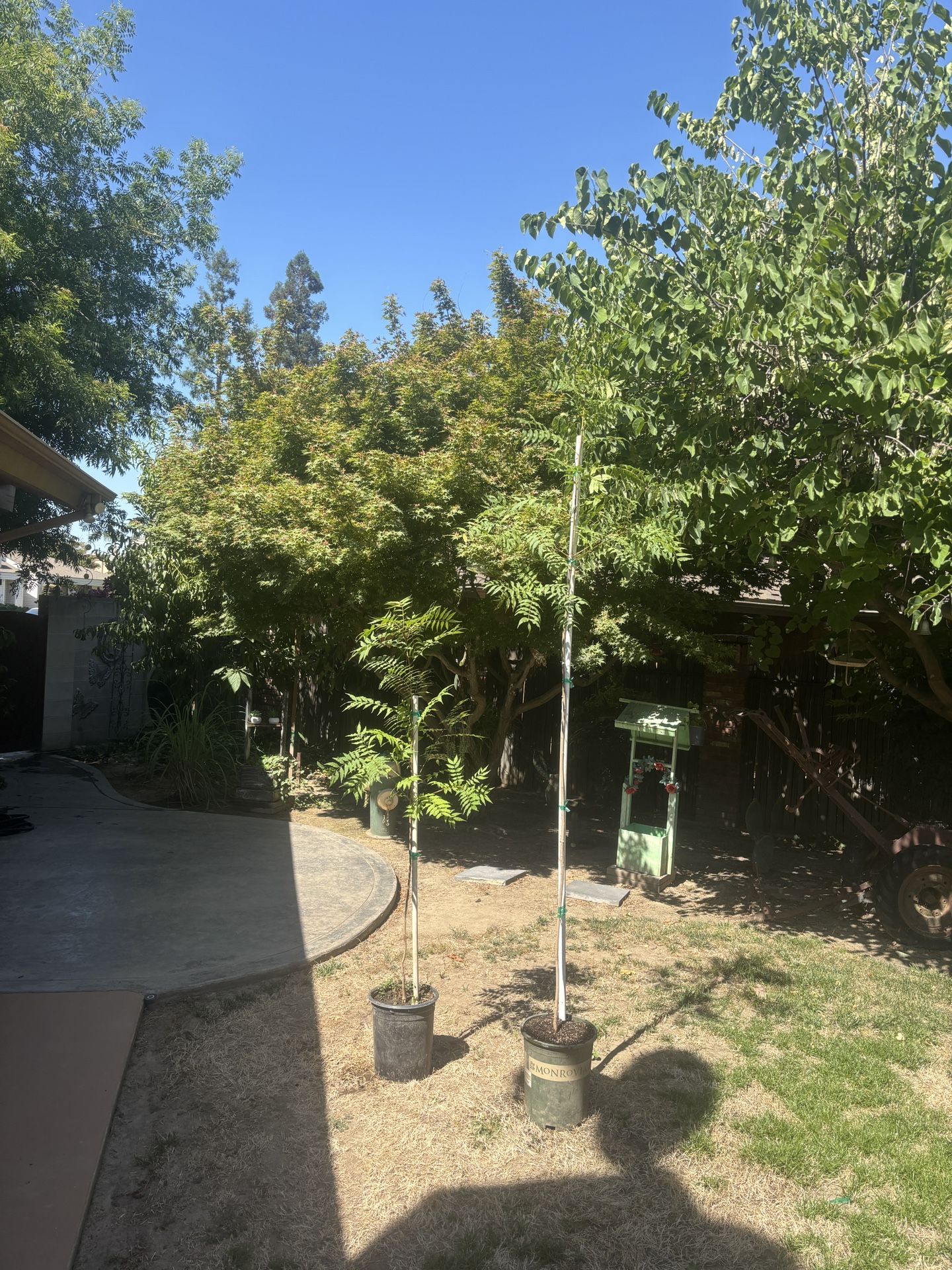 Trees