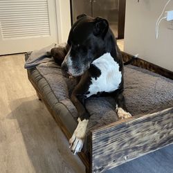Custom Crafted Dog Bed Frame
