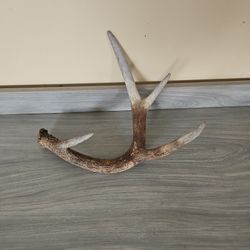 Deer Antler 