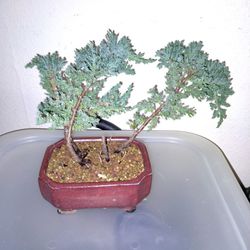 Bonsai Tree