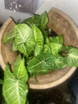 Plant