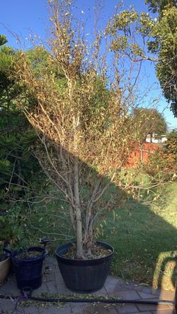 9 ft tall ficus tree