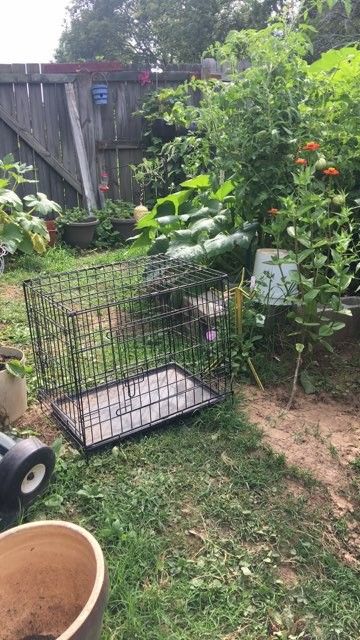 Medium kennel