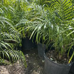 Pygmy Palm $28 each 