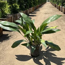 Aspidistra