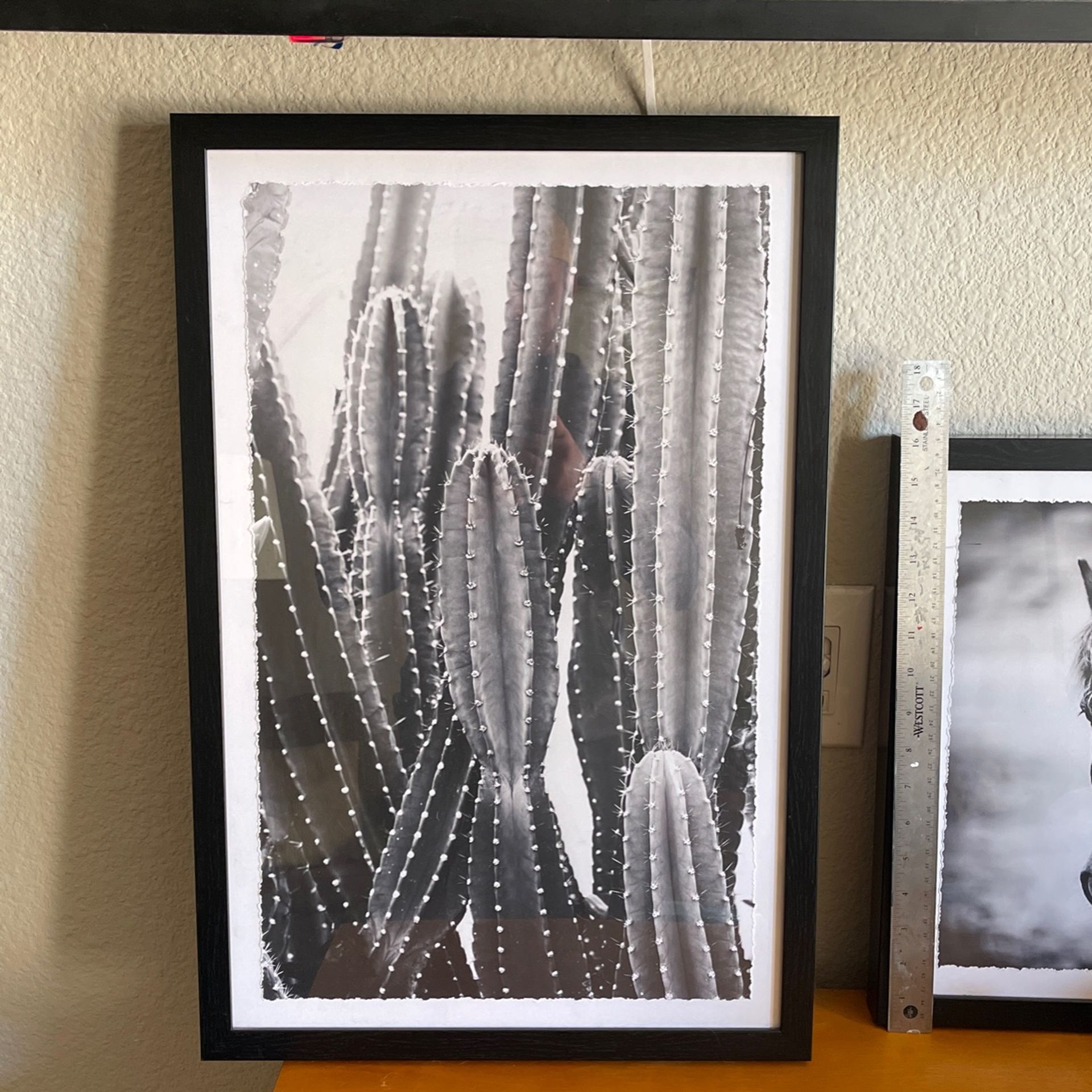 Framed Black And White Cactus