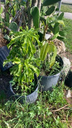 Plantas