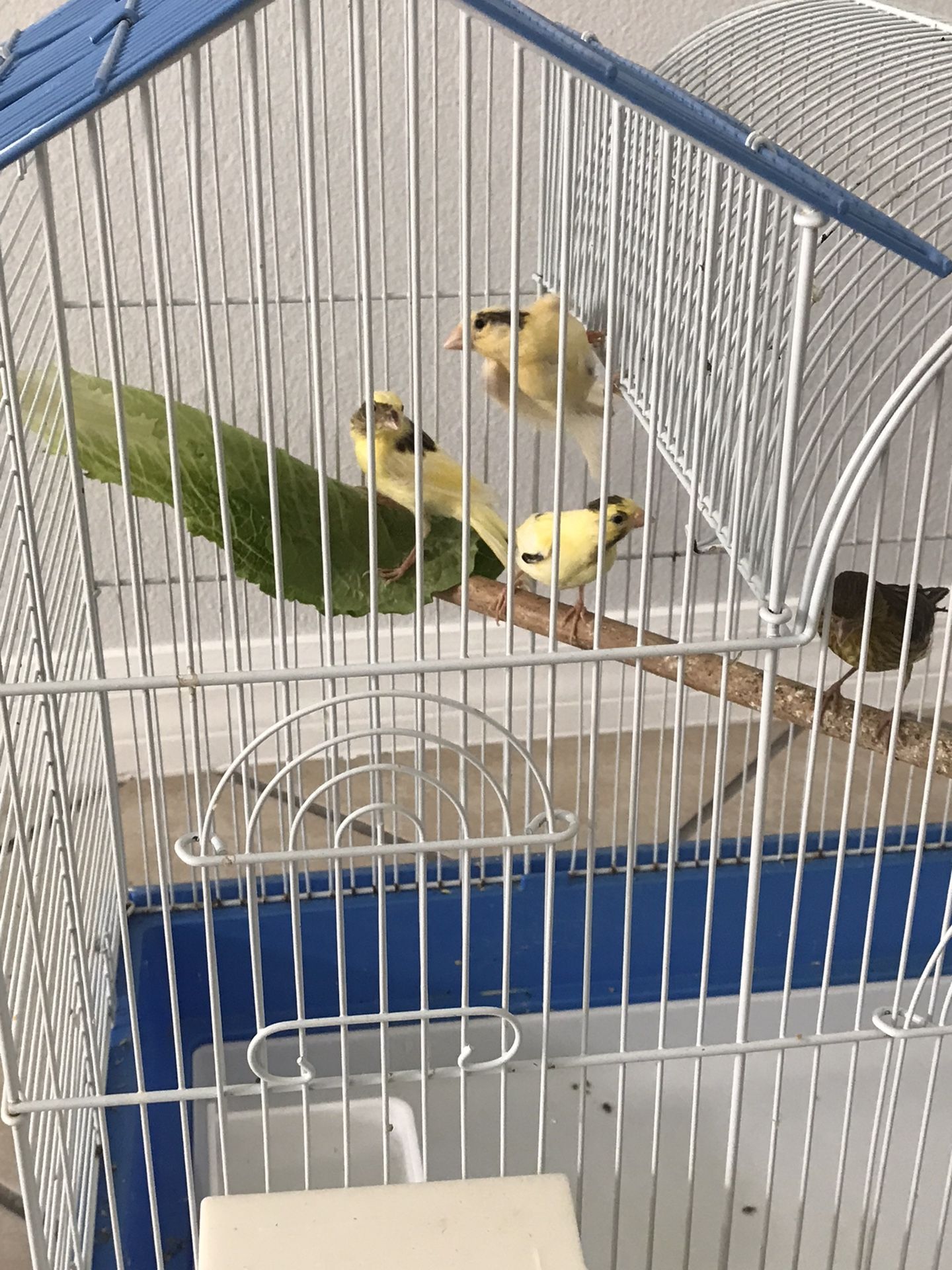 Canary @ Canaries @ Breeder Bird Cages
