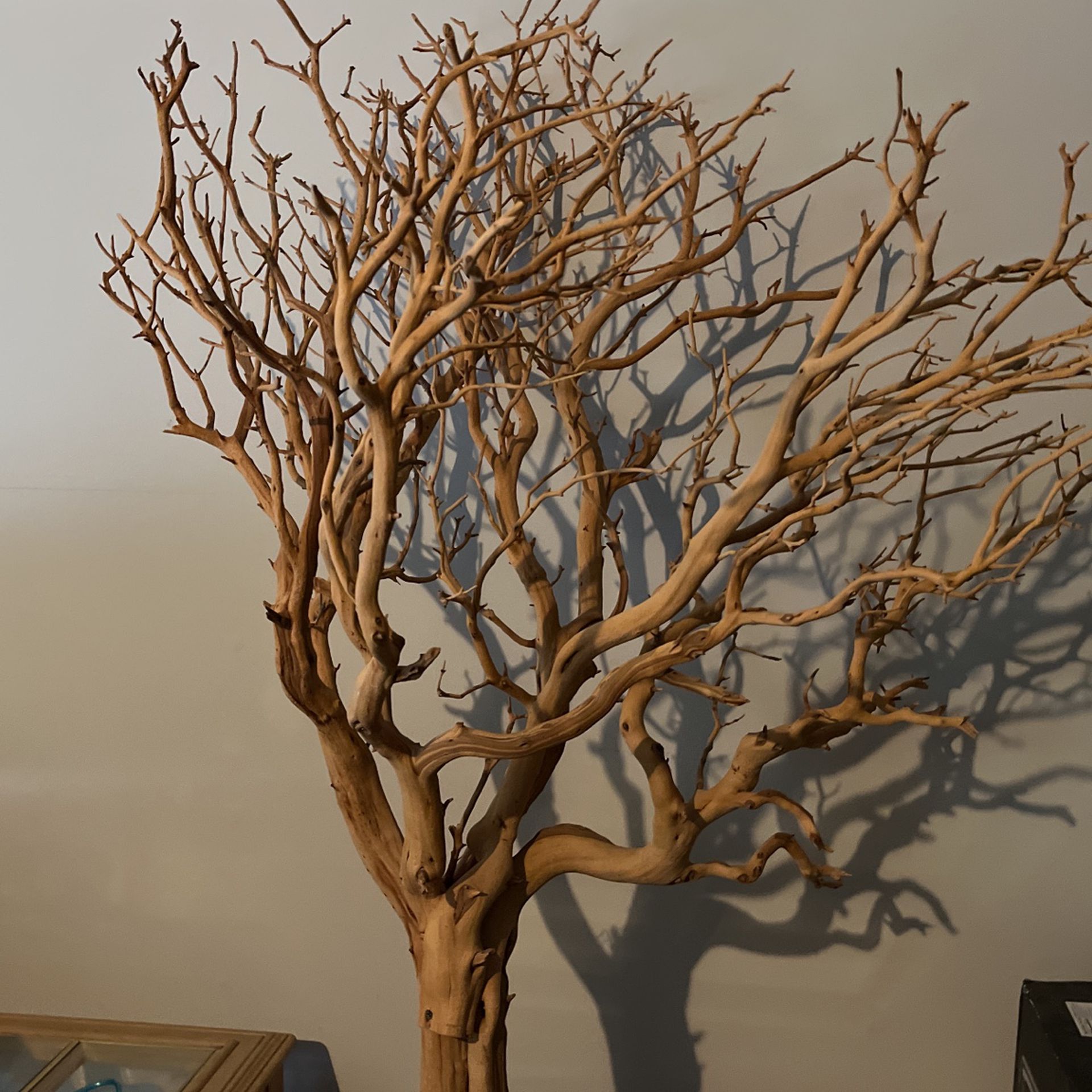 Manzanita tree