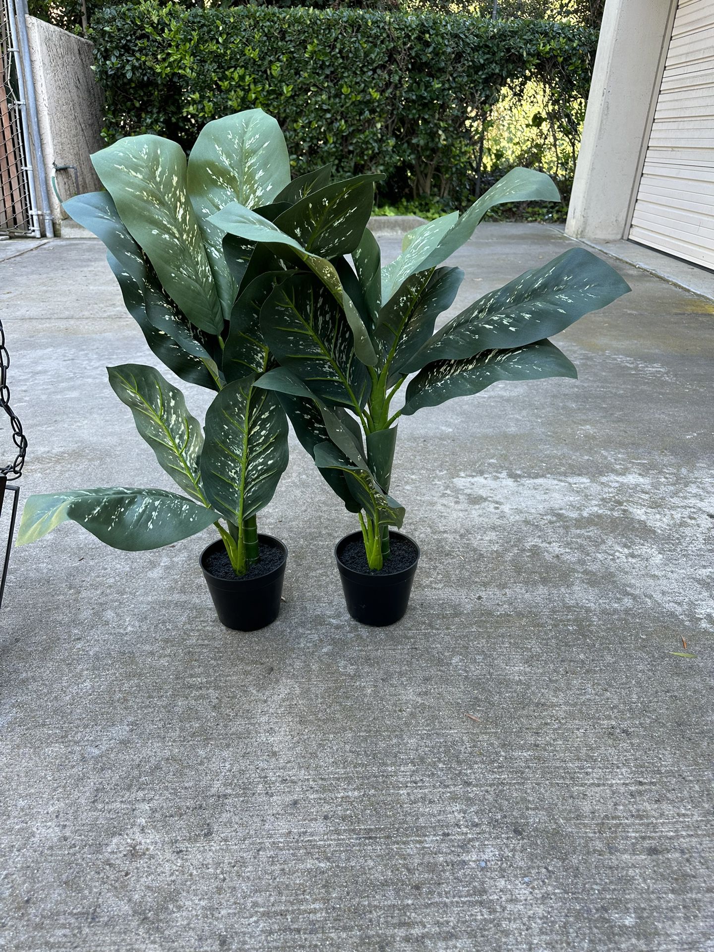 3ft Potted Green Dieffenbachia - 2 Plants