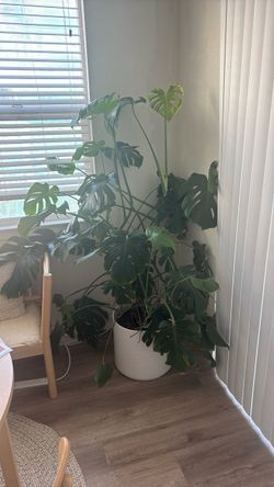 Large Monstera Deliciosa in White Pot