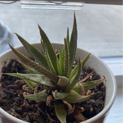 Succulent (in nursery pot)
