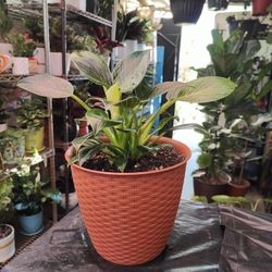 Philodendron Plants 