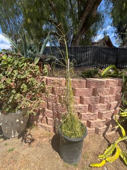 Pencil plant 4 feet, have a small as well go $15