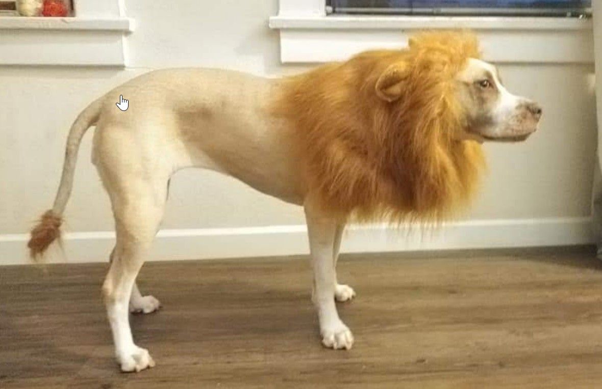 Dog Lion Costume