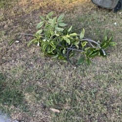 Plumeria Plants Free Free