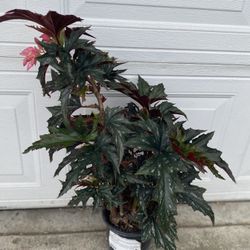 Blooming Begonia Indoor & Outdoor Shade Plant, In 1 Gallón Pot Pick Up Only